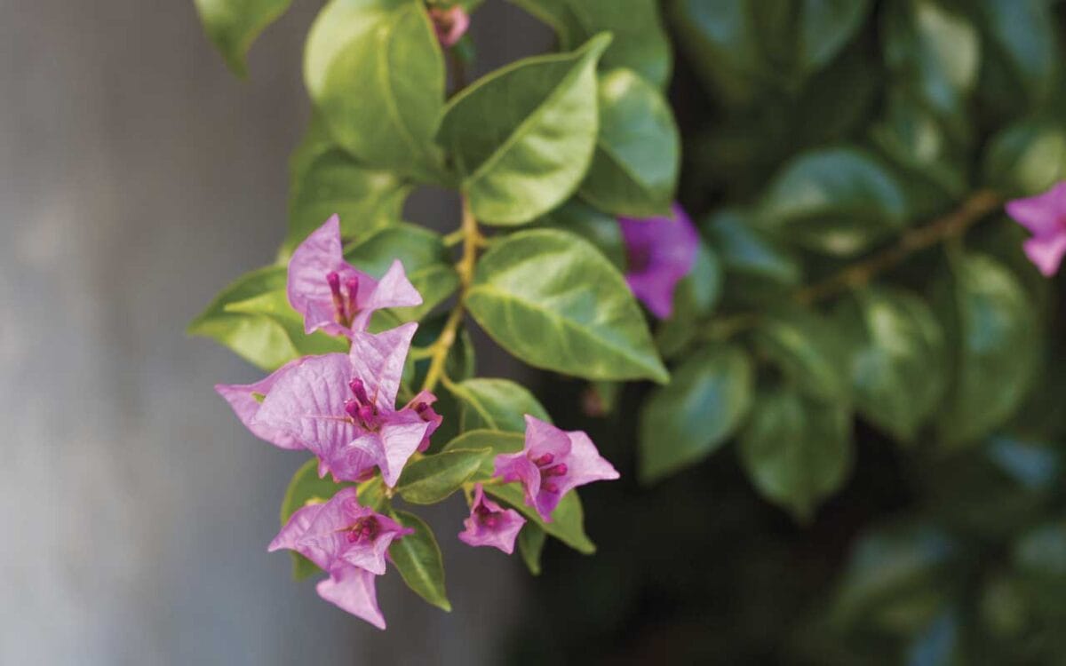 Diseño de jardines en Sitges
