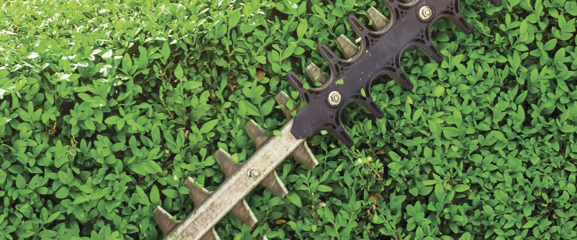 Poda profesional 2 Poda profesional de arbustos y setos, poda de formación, palmeras y árboles en Cunit para jardines saludables y seguros.