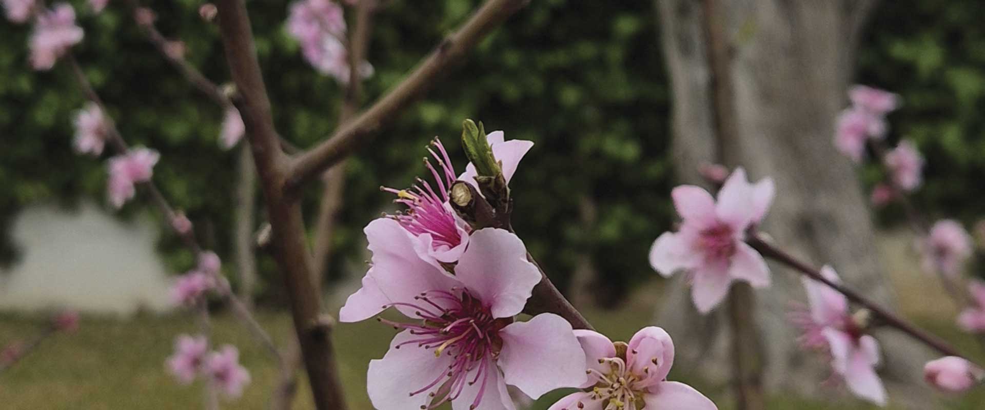 Poda profesional 3 Poda profesional de frutales, arbustos y setos, poda de formación, palmeras y árboles en Cunit para jardines saludables y seguros.