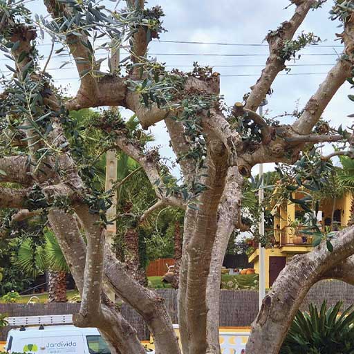 Poda profesional de palmeras y árboles en Cunit para jardines saludables y seguros.