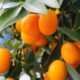 Árboles Cítricos Ornamentales: luz, aroma y sabor para jardines y terrazas