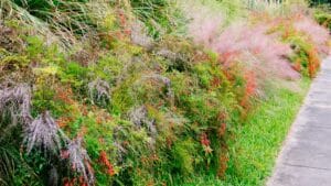 Jardineros profesionales en Garraf y Baix Penedès 24 ¿Cómo ahorrar agua en mi jardín?