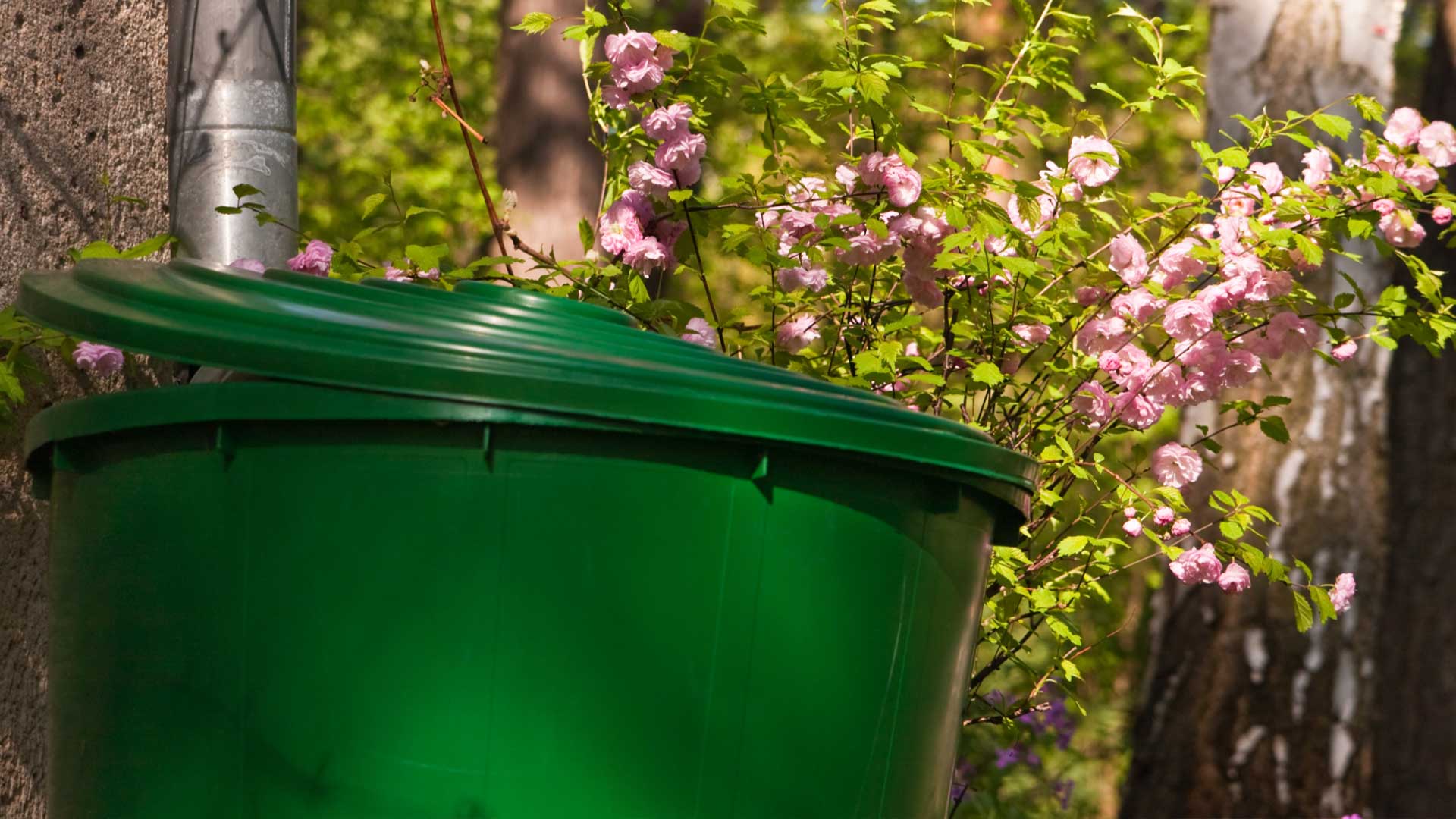 ¿Cómo ahorrar agua en mi jardín? 5 ¿Cómo ahorrar agua en mi jardín?
