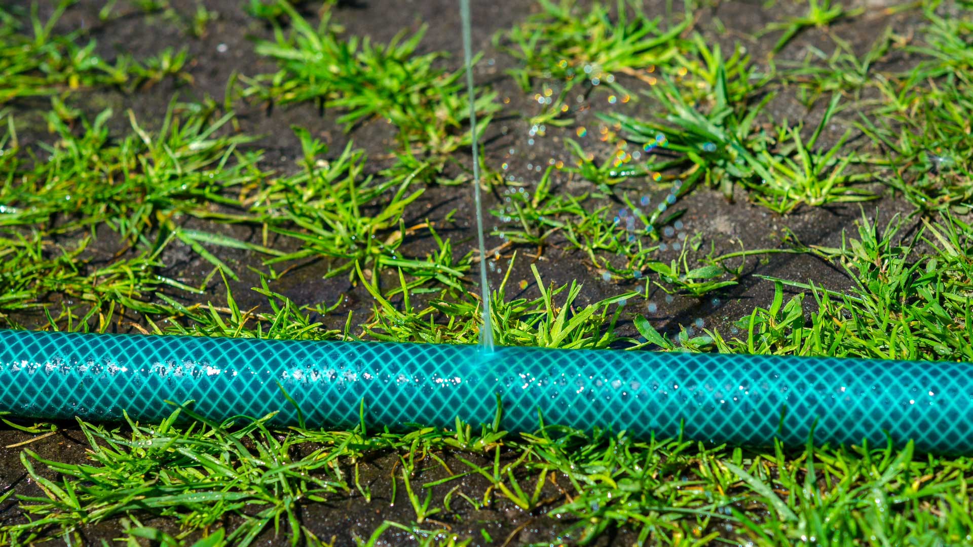 ¿Cómo ahorrar agua en mi jardín? 6 ¿Cómo ahorrar agua en mi jardín?