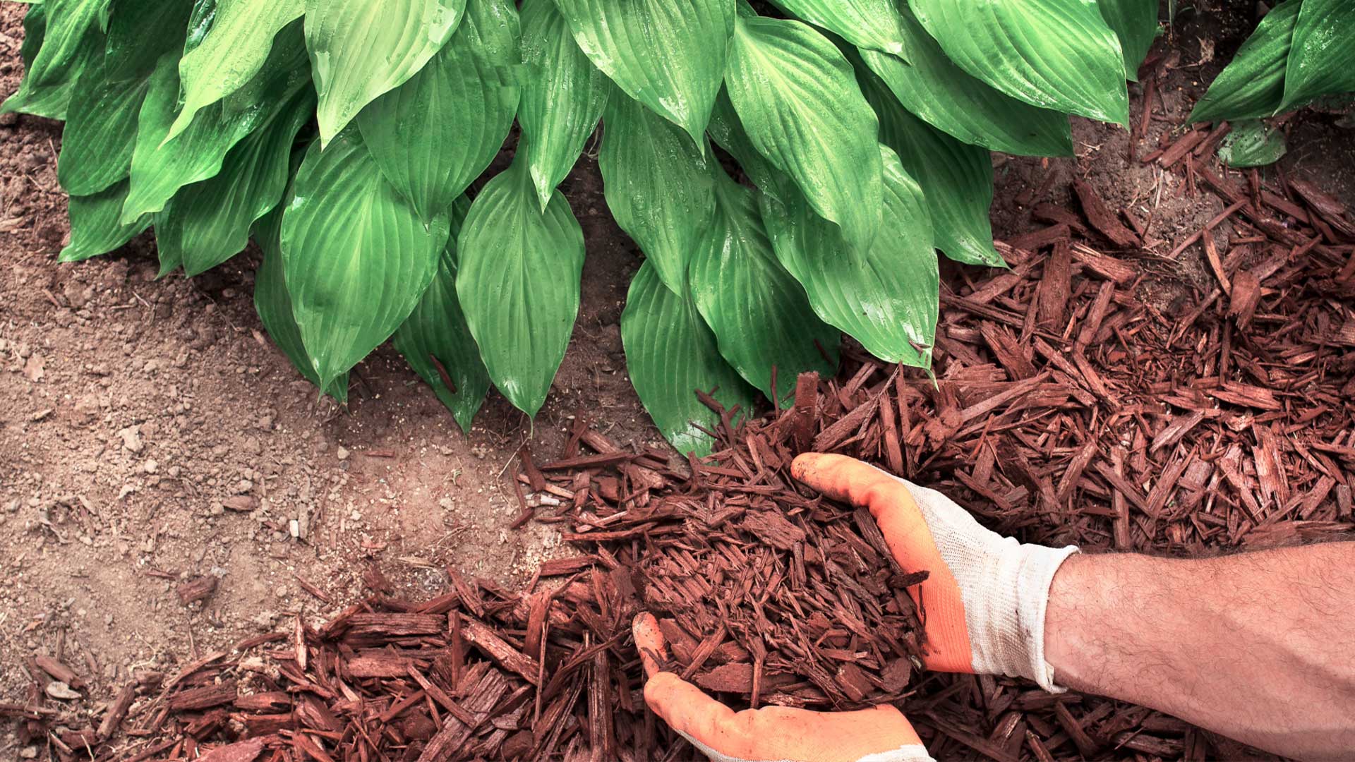 ¿Cómo ahorrar agua en mi jardín? 4 ¿Cómo ahorrar agua en mi jardín?