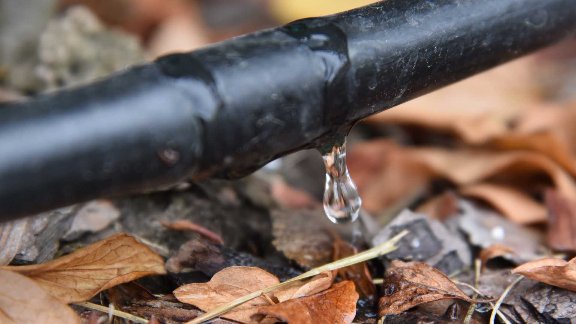 ¿Cómo ahorrar agua en mi jardín? 3 ¿Cómo ahorrar agua en mi jardín?