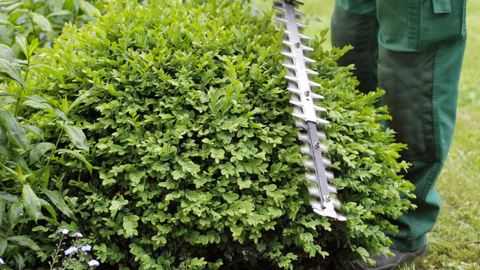 Jardineros profesionales en Garraf y Baix Penedès 7 Jardineros profesionales en Garraf y Baix Penedès