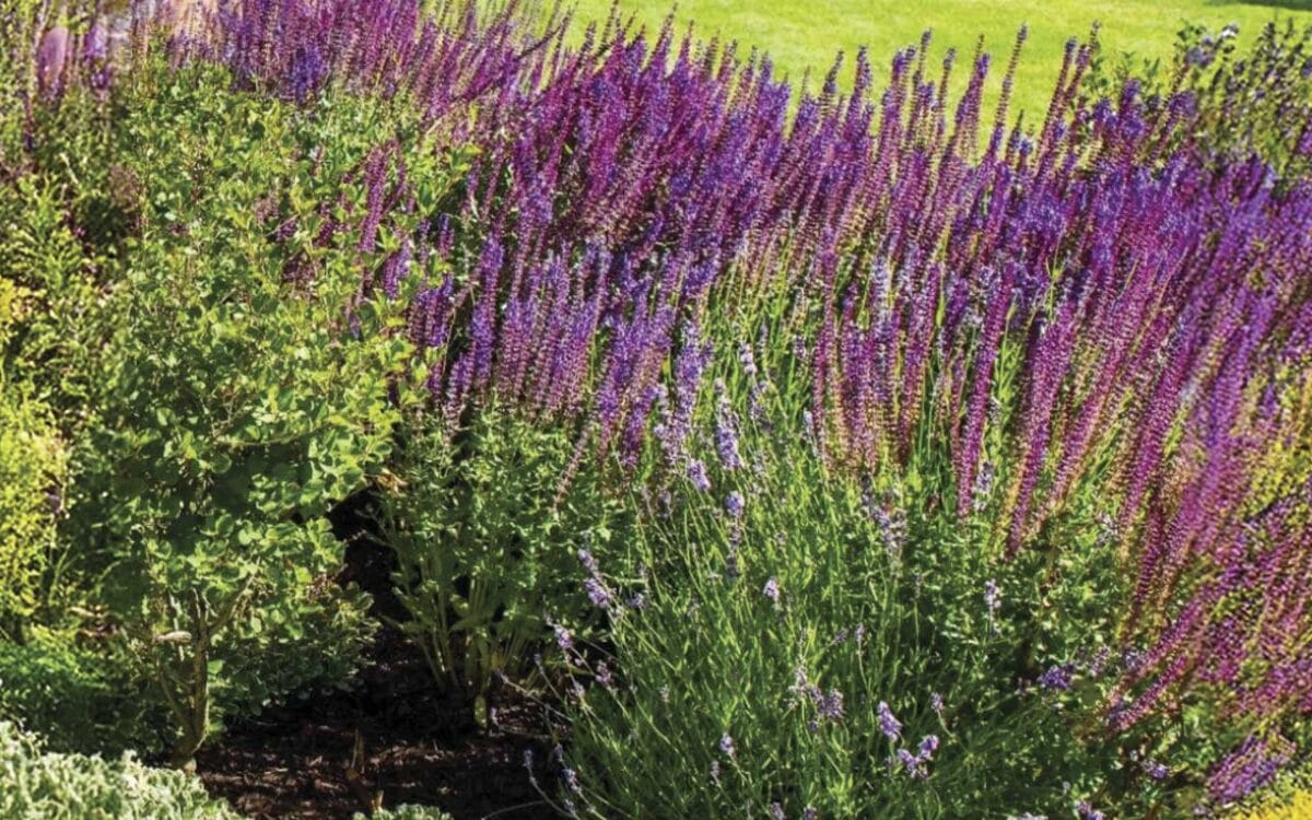Jardines mediterráneos con flores todo el año