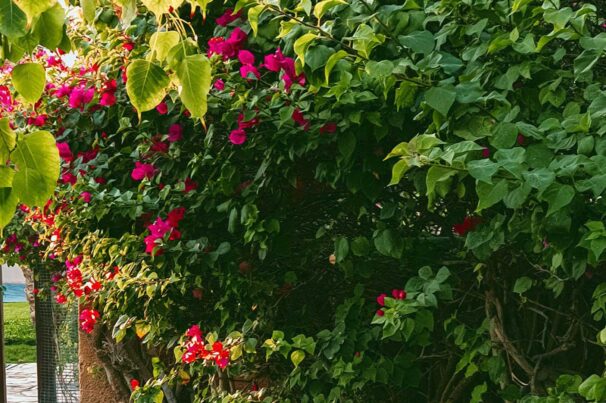 Servicio de Mantenimiento de Jardines en Cunit Mantenimiento de jardines en Cubelles con poda, riego eficiente y fertilización.