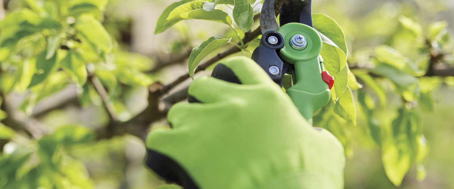Guía práctica para la poda de primavera en Cubelles 1 poda en primavera Cubelles