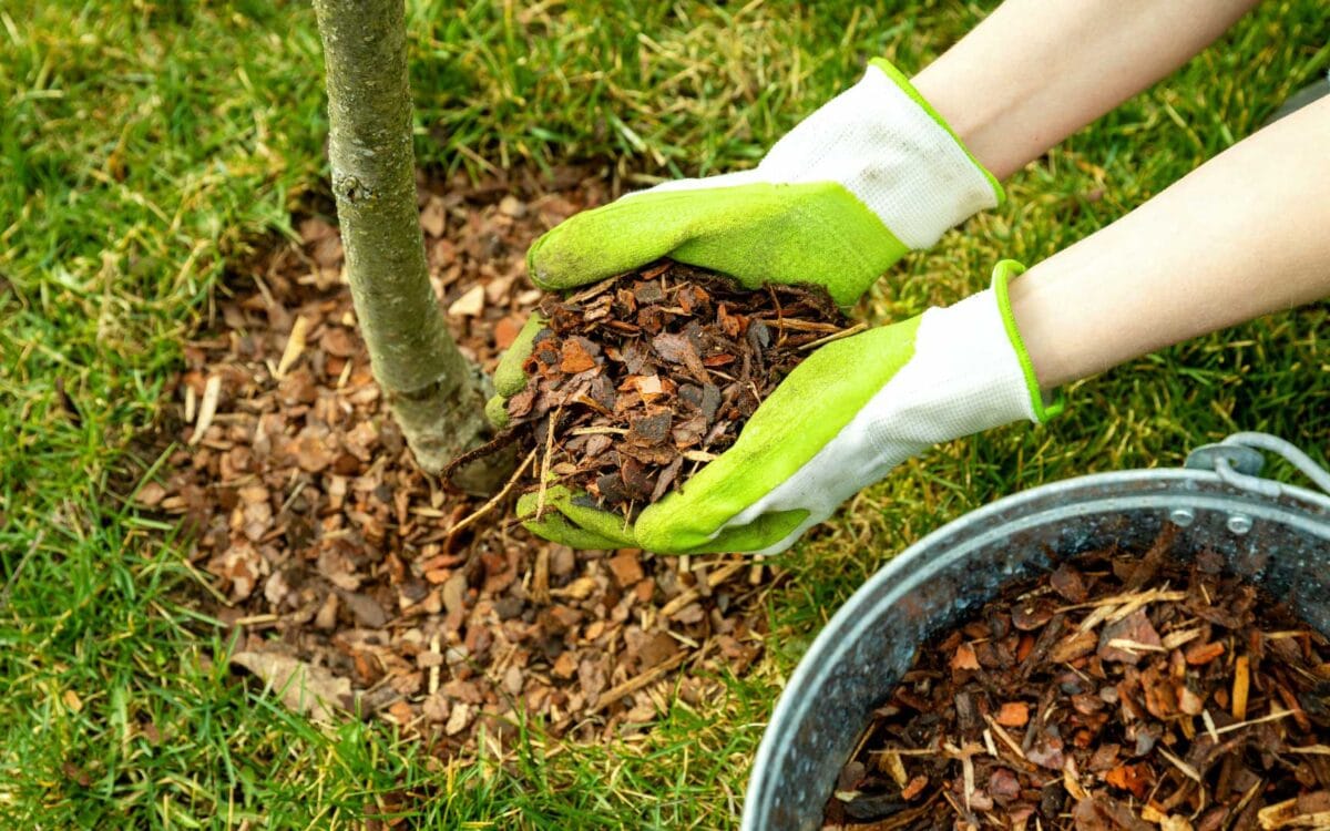 ¿Cómo preparar tu jardín para la primavera en la costa del Garraf? Preparando el jardín con compost y bulbos en Cubelles para la floración de primavera