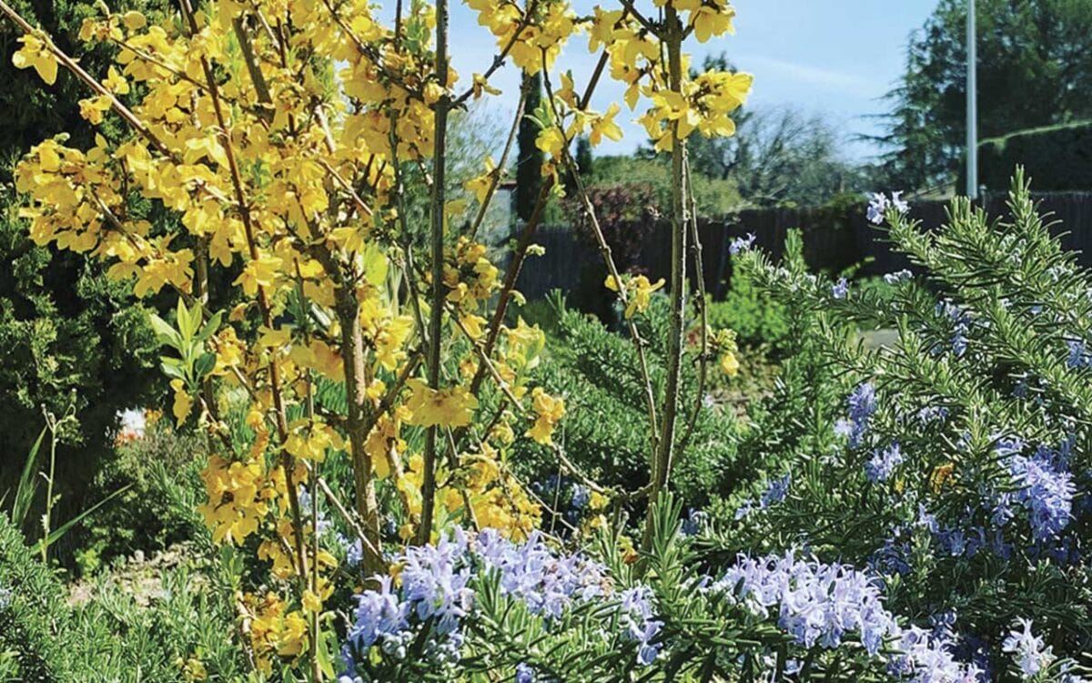 Servicios de jardinería en Cunit con poda de setos, cipreses, olivos y mantenimiento del jardín