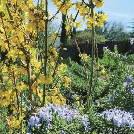Servicios de jardinería en Cunit con poda de setos, cipreses, olivos y mantenimiento del jardín