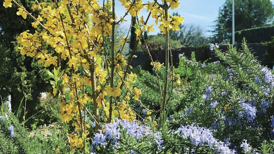 Servicios de jardinería en Cunit con poda de setos, cipreses, olivos y mantenimiento del jardín
