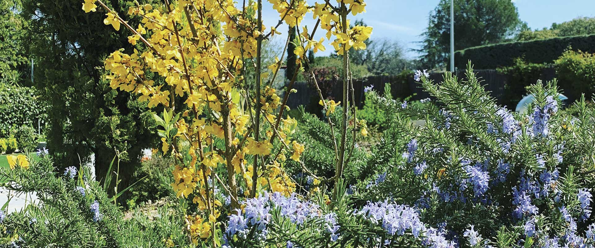Jardinería en Cunit 2 Servicios de jardinería en Cunit con poda de setos, cipreses, olivos y mantenimiento del jardín