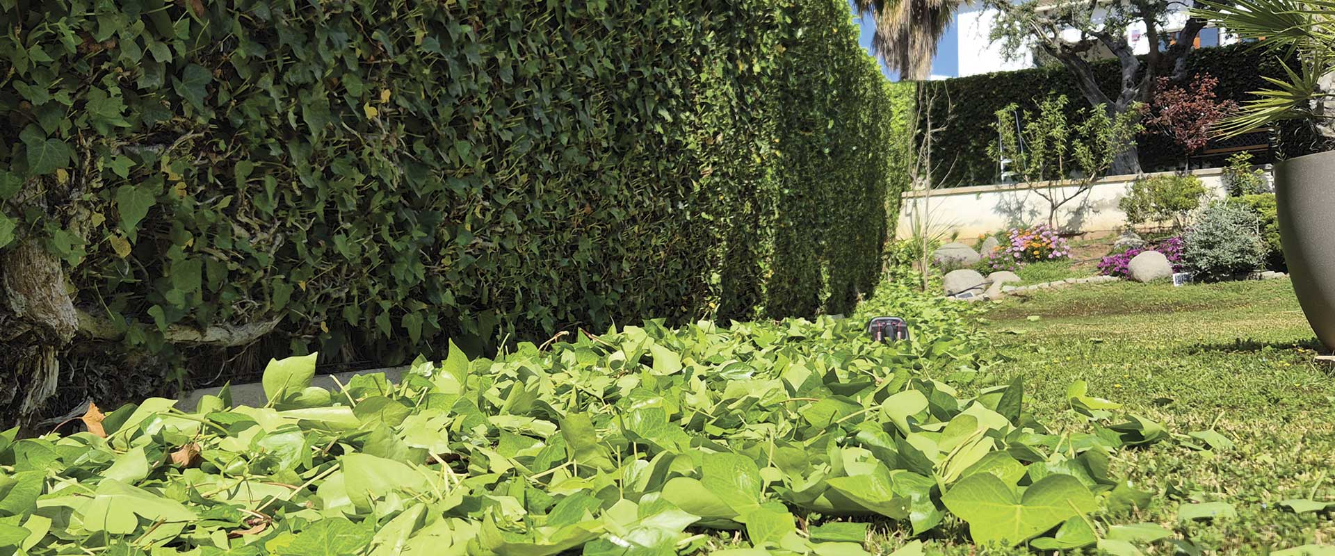 Jardinería en Cunit 3 Servicios de jardinería en Cunit con poda de setos, cipreses, olivos y mantenimiento del jardín
