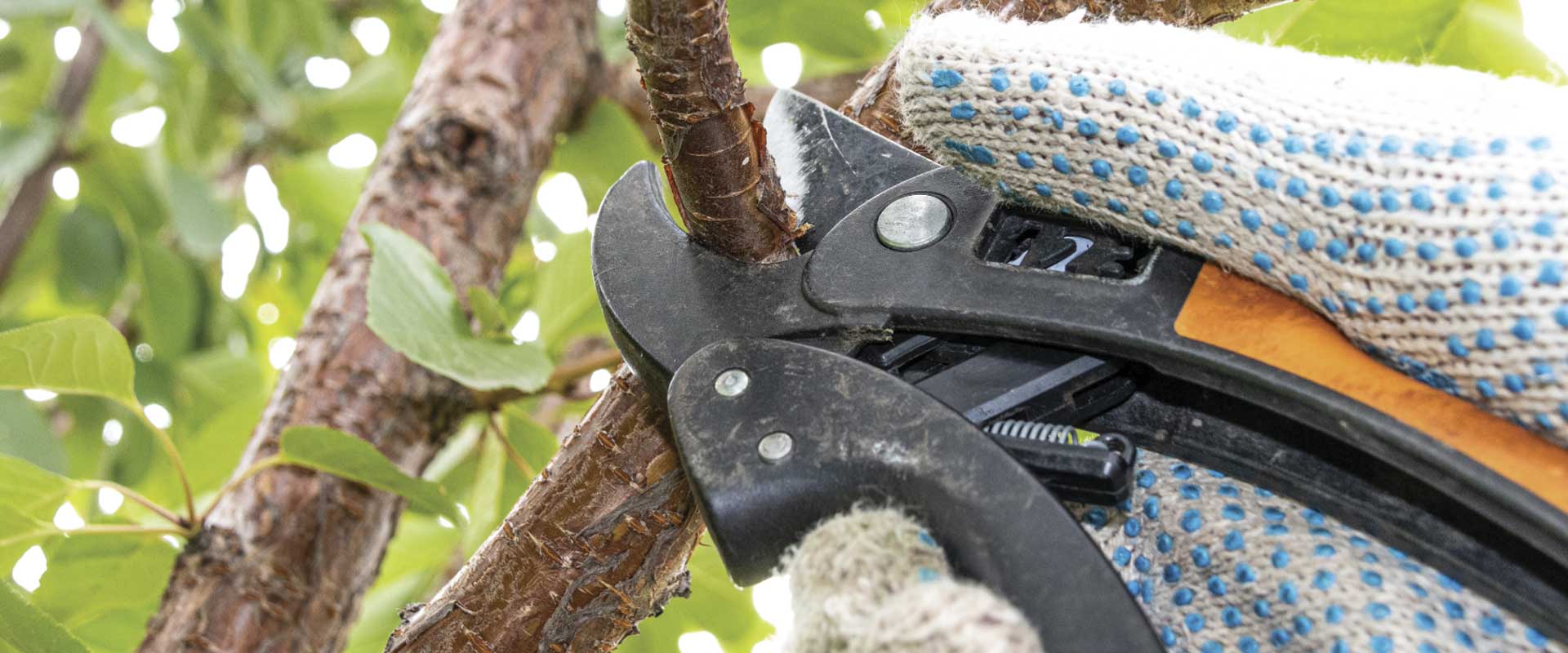 Guía práctica para la poda de primavera en Cubelles 3 poda en primavera Cubelles