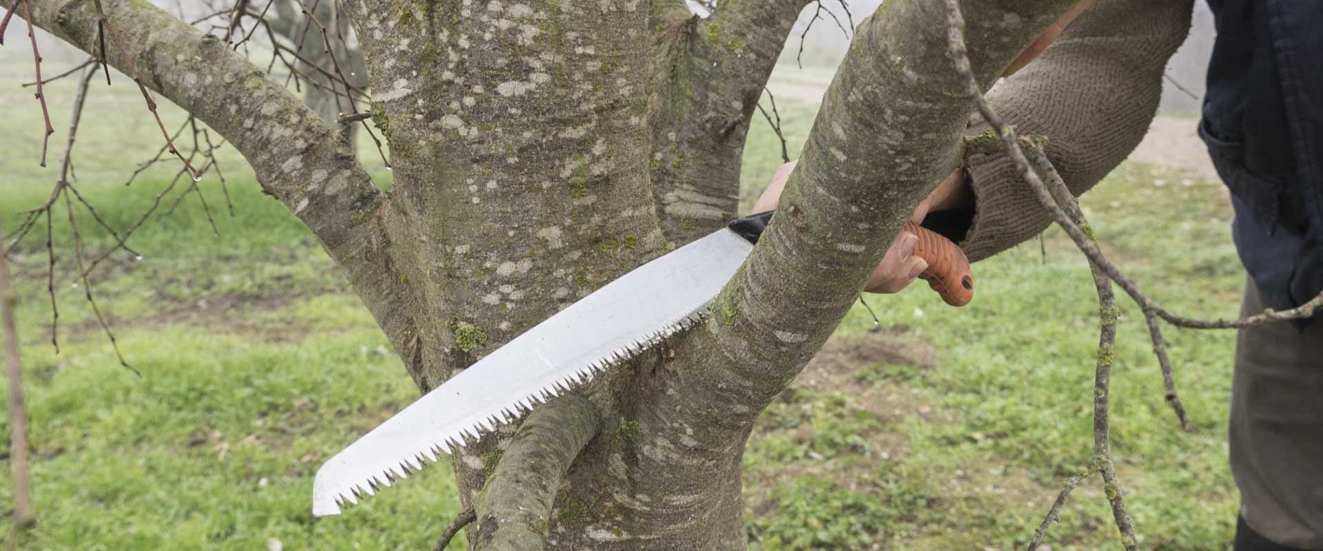 Guía práctica para la poda de primavera en Cubelles 2 poda en primavera Cubelles