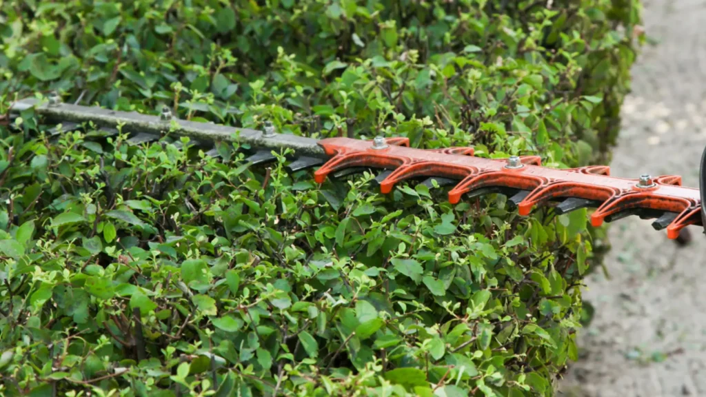 jardineros profesionales en Cubelles y alrededores