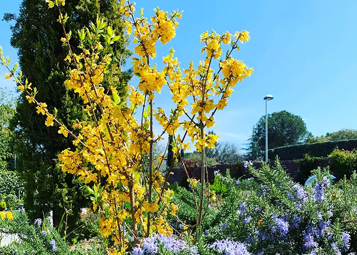 Jardineros Sant Pere de Ribes Jardineros profesionales en Sant Pere de Ribes