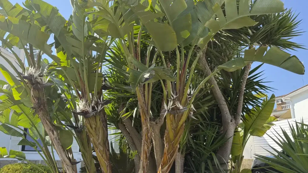 Jardineros en Vilanova i la Geltrú Imagen de mantenimiento de jardines en Vilanova i la Geltrú