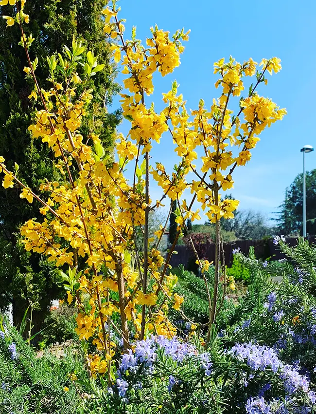 Jardineros Cubelles Mantenimiento de jardines y zonas verdes en Cubelles y alrededores