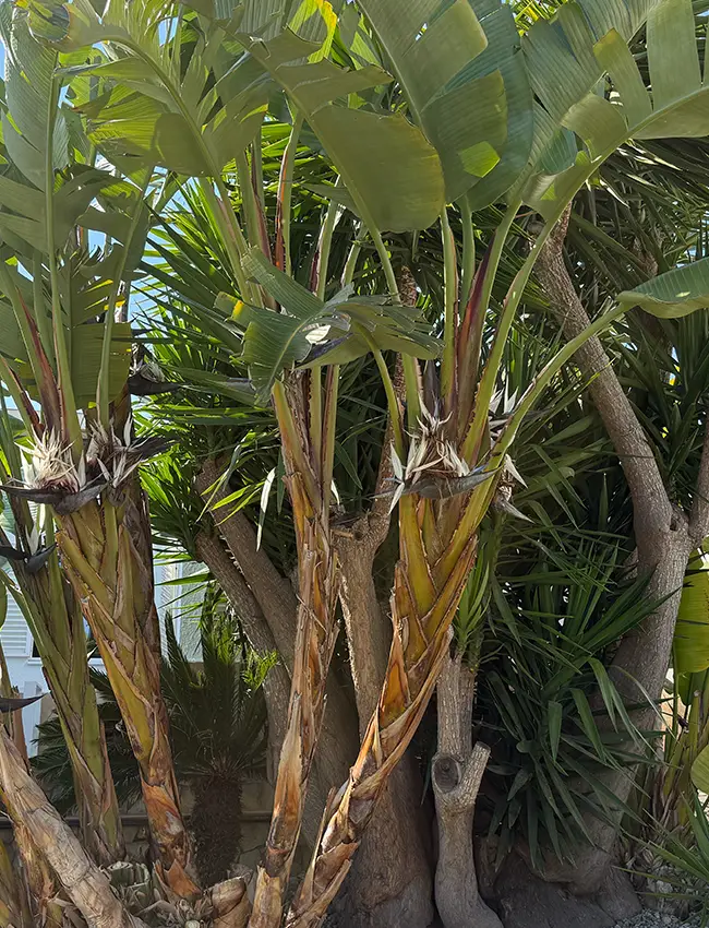 Mantenimiento de jardín por jardineros en Sitges y localidades cercanas