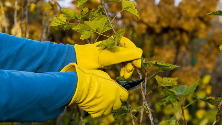 Jardinero realizando tareas de mantenimiento de otoño en un jardín mediterráneo en Cunit