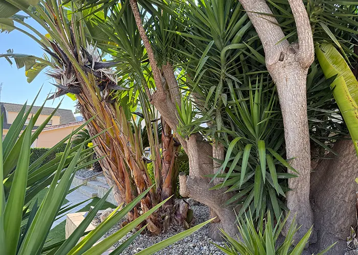 Inicio Mantenimiento de jardines particulares en Garraf i Baix Penedès con jardineros profesionales para el cuidado de todo tipo como la poda de setos y arbustos, corte de césped, mantenimiento de césped artificial, control ecológico de plagas, riego automático, poda de palmeras.