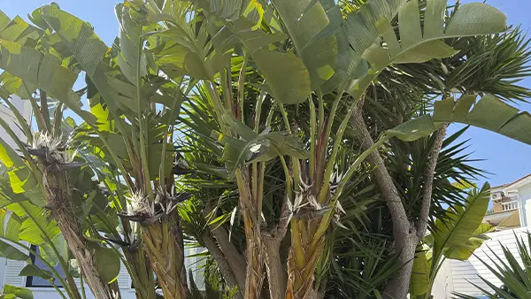 Inicio Jardineria Cunit, mantenimiento y poda