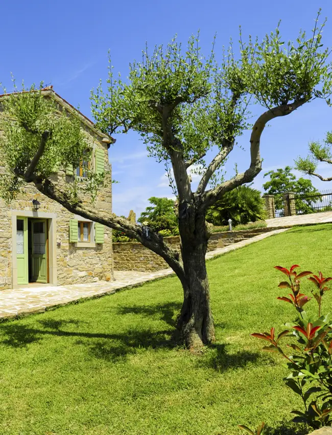 Jardineros Sant Pere de Ribes Empresa de mantenimiento de jardines en viviendas vacacionales en Sant Pere de Ribes y alrededores