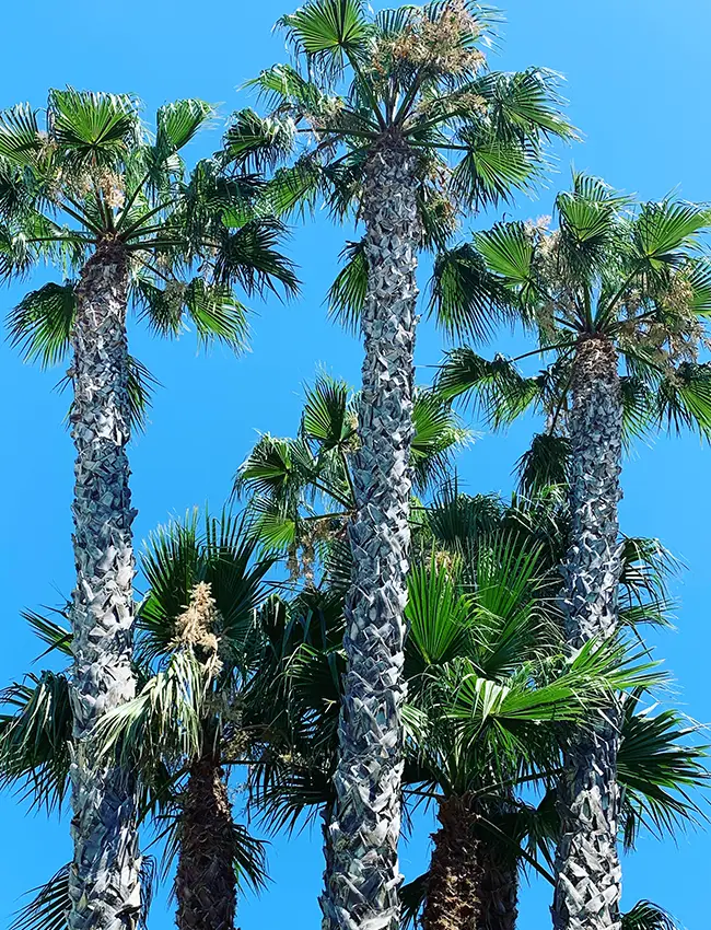 Poda profesional Poda profesional ornamental y de altura en Garraf i Baix Penedès