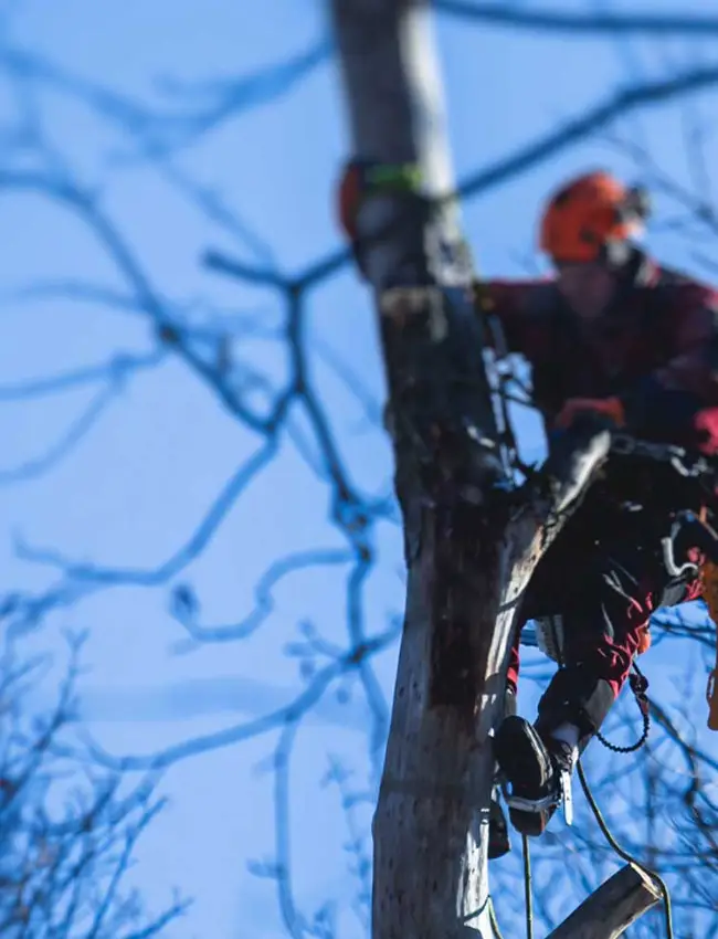 Poda profesional Poda de altura