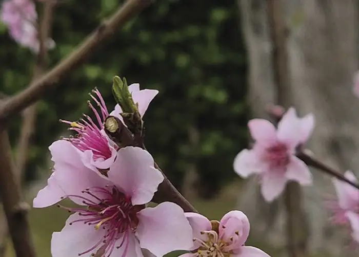 Poda profesional Poda de formación en Cubelles y alrededores