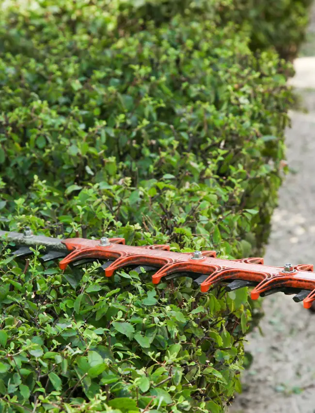 Inicio Mantenimiento de jardines y riego automático en Calafell