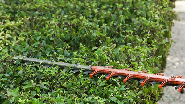 Inicio Servicio profesional de jardinería y piscinas en Garraf y Baix Penedès por Jardívida