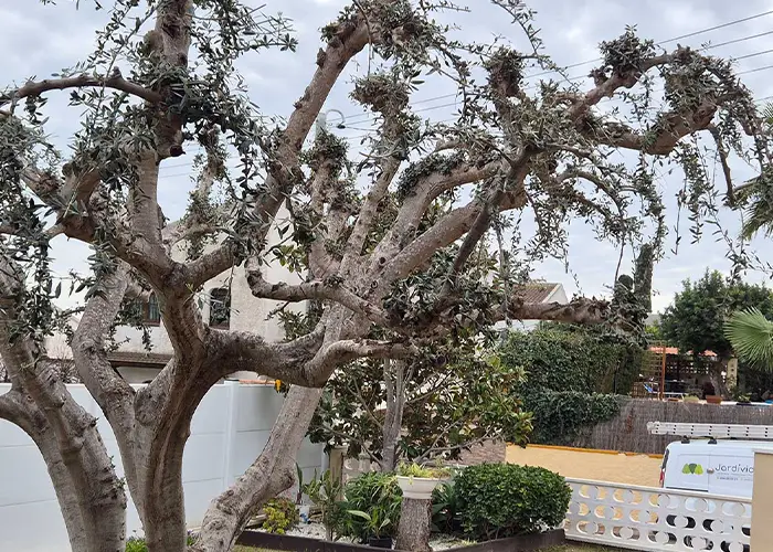 Poda profesional Poda de mantenimiento en Cunit y Alrededores
