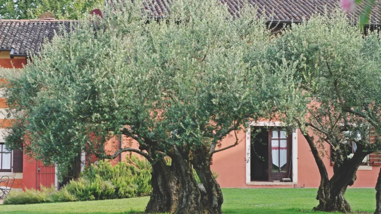 Cuándo podar el olivo, Poda profesional de olivo en el Garraf para mejorar su producción y salud.