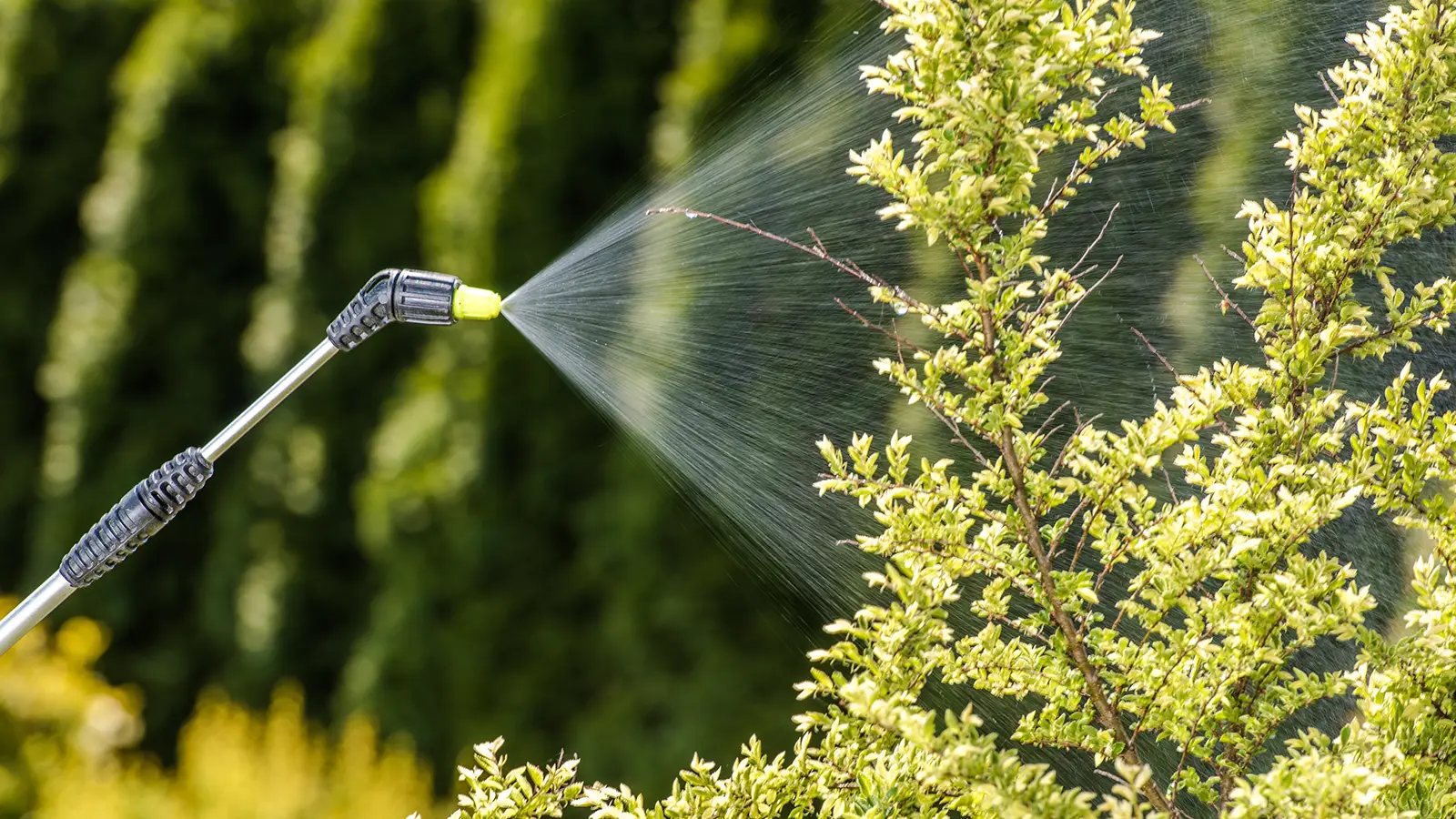 Plagas y enfermedades del jardín en otoño | Primer plano de una planta siendo tratada con un pulverizador ecológico en un jardín de Cunit.