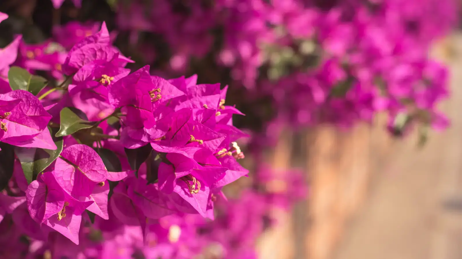 Floración de buganvilla