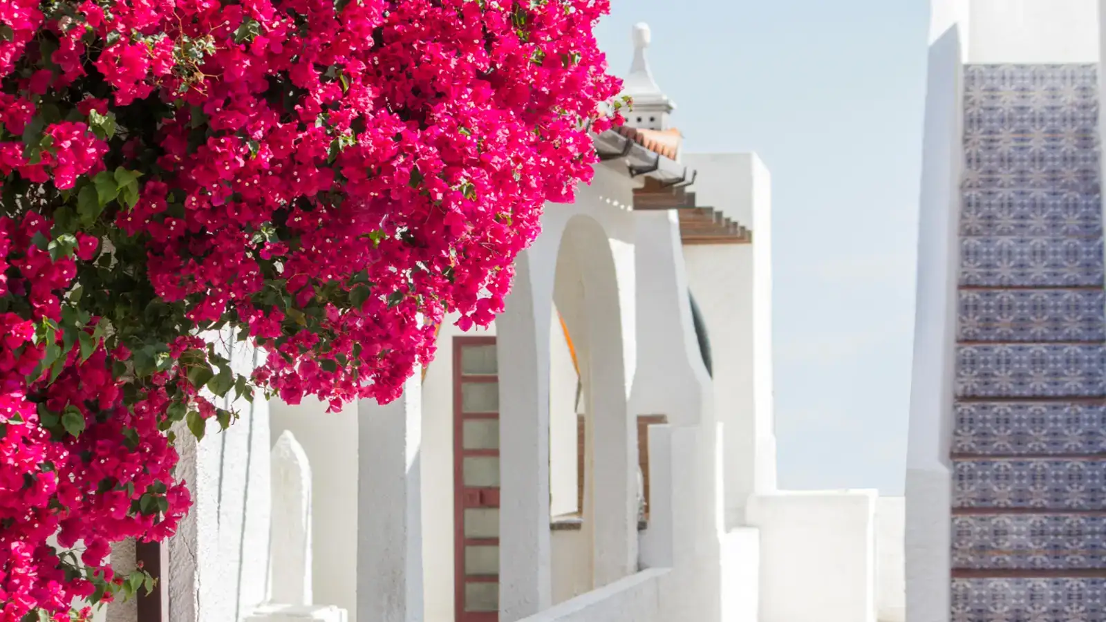 Como podar buganvilla. Ejemplo de buganvilla en plena floración gracias a una poda profesional.