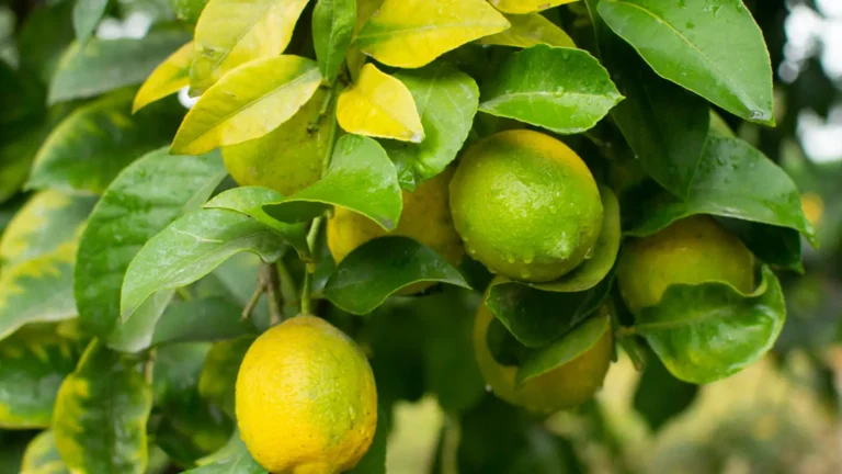 Primer plano de limonero mostrando los nervios verdes y el limbo amarillo, síntoma de falta de hierro.