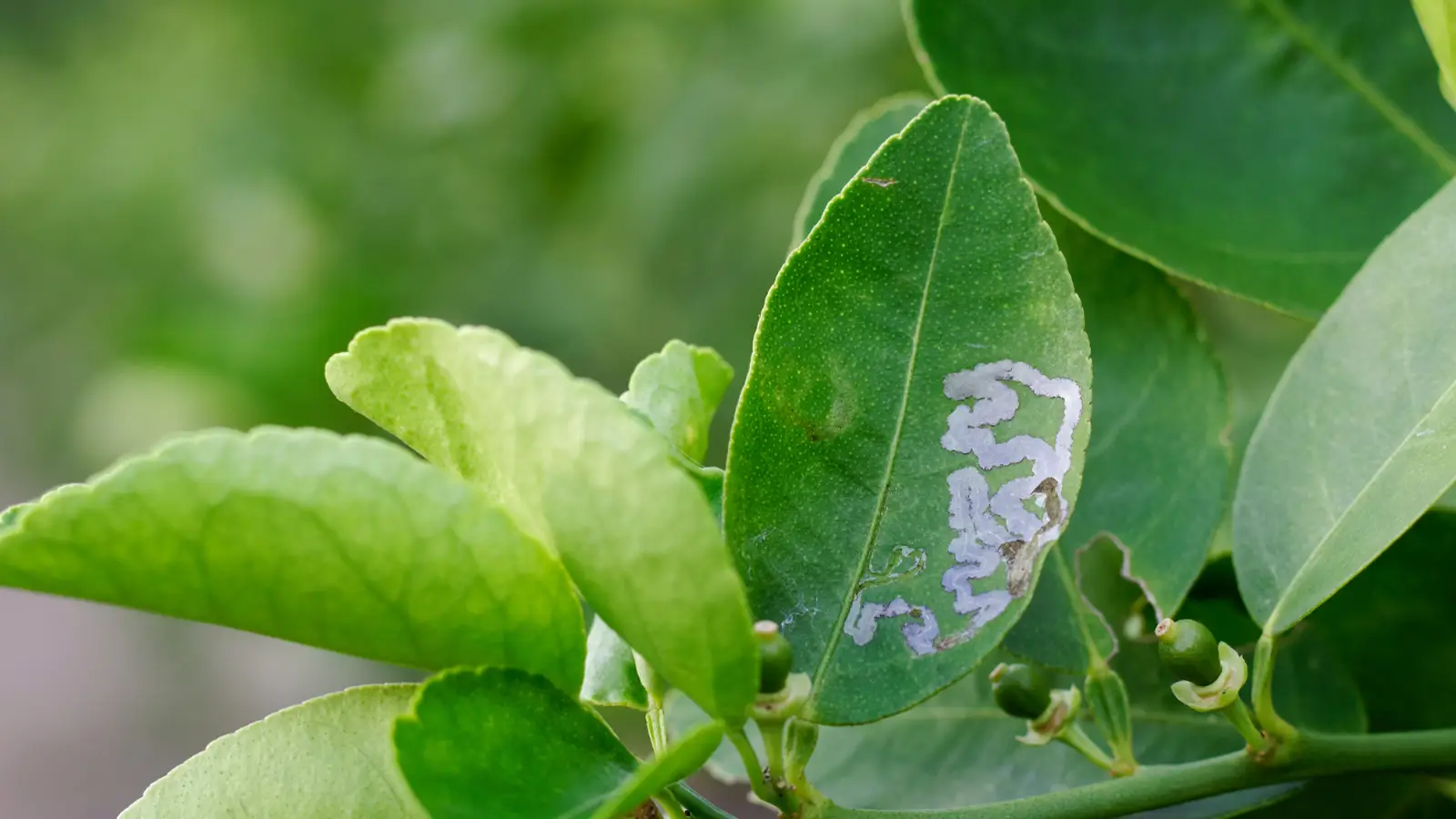 Imagen de limonero con plaga Minador de los Cítricos