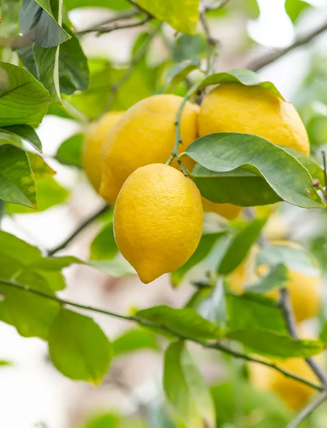 ¿Qué te está diciendo tu limonero? Aprende a descifrar el lenguaje de sus hojas amarillas 1