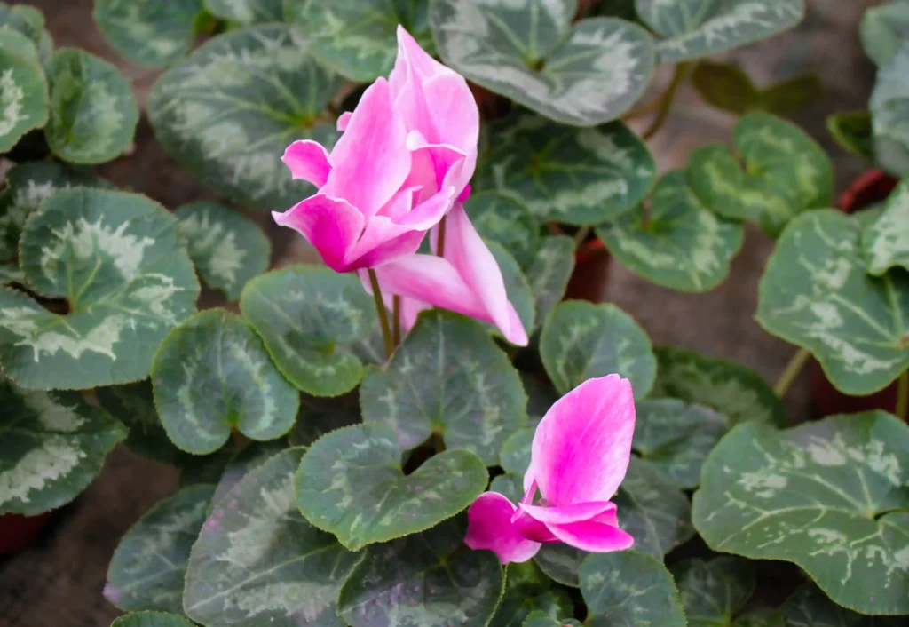 Plantas de Otoño para el Garraf y Baix Penedès: Las Más Resistentes al Clima 4