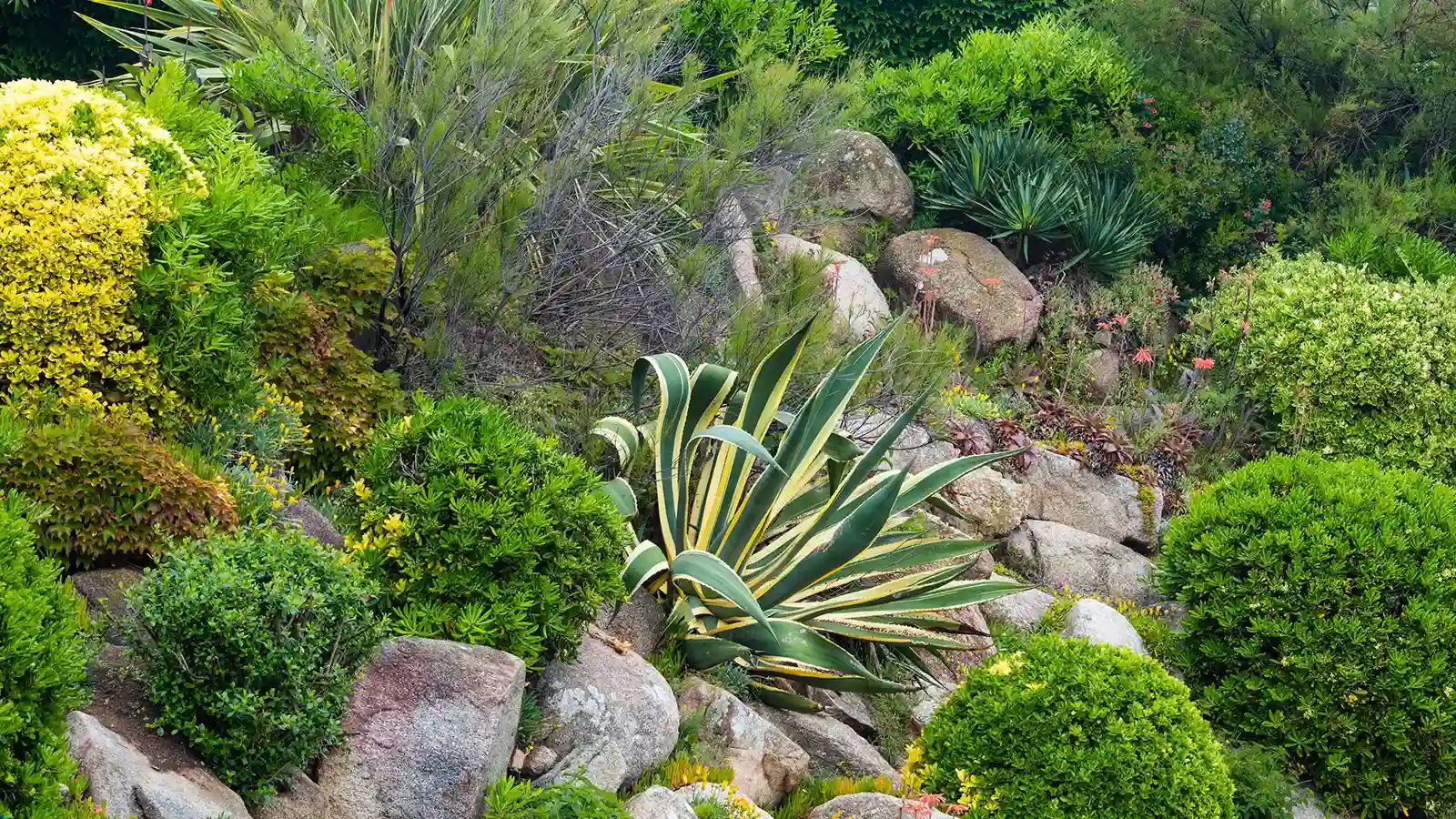 Jardín con plantas resistentes al suelo arcilloso y salinidad Baix Penedès