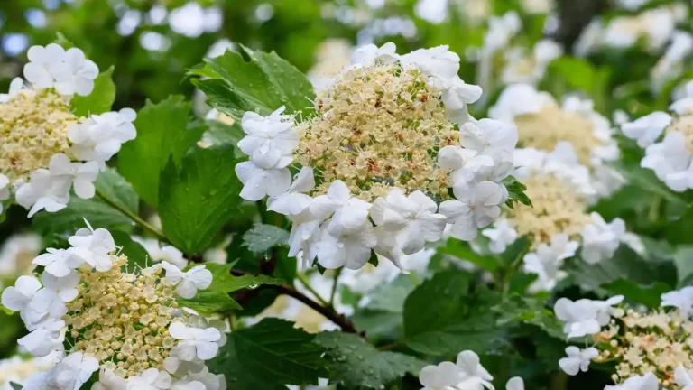 Plantas de Otoño para el Garraf y Baix Penedès. Jardín de otoño con plantas resistentes al clima.