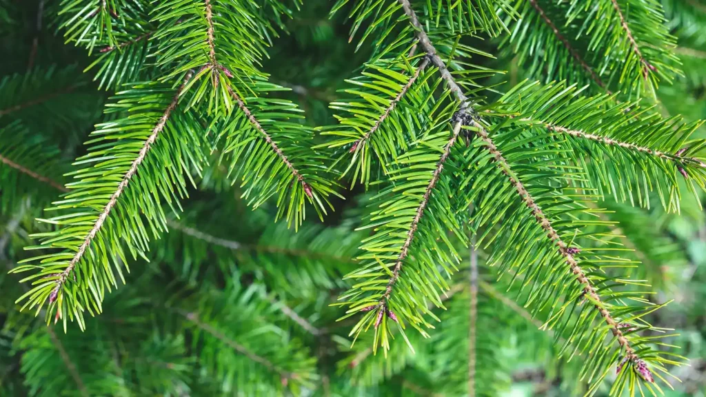 10 plantas para regalar en Navidad: la guía definitiva para acertar 7