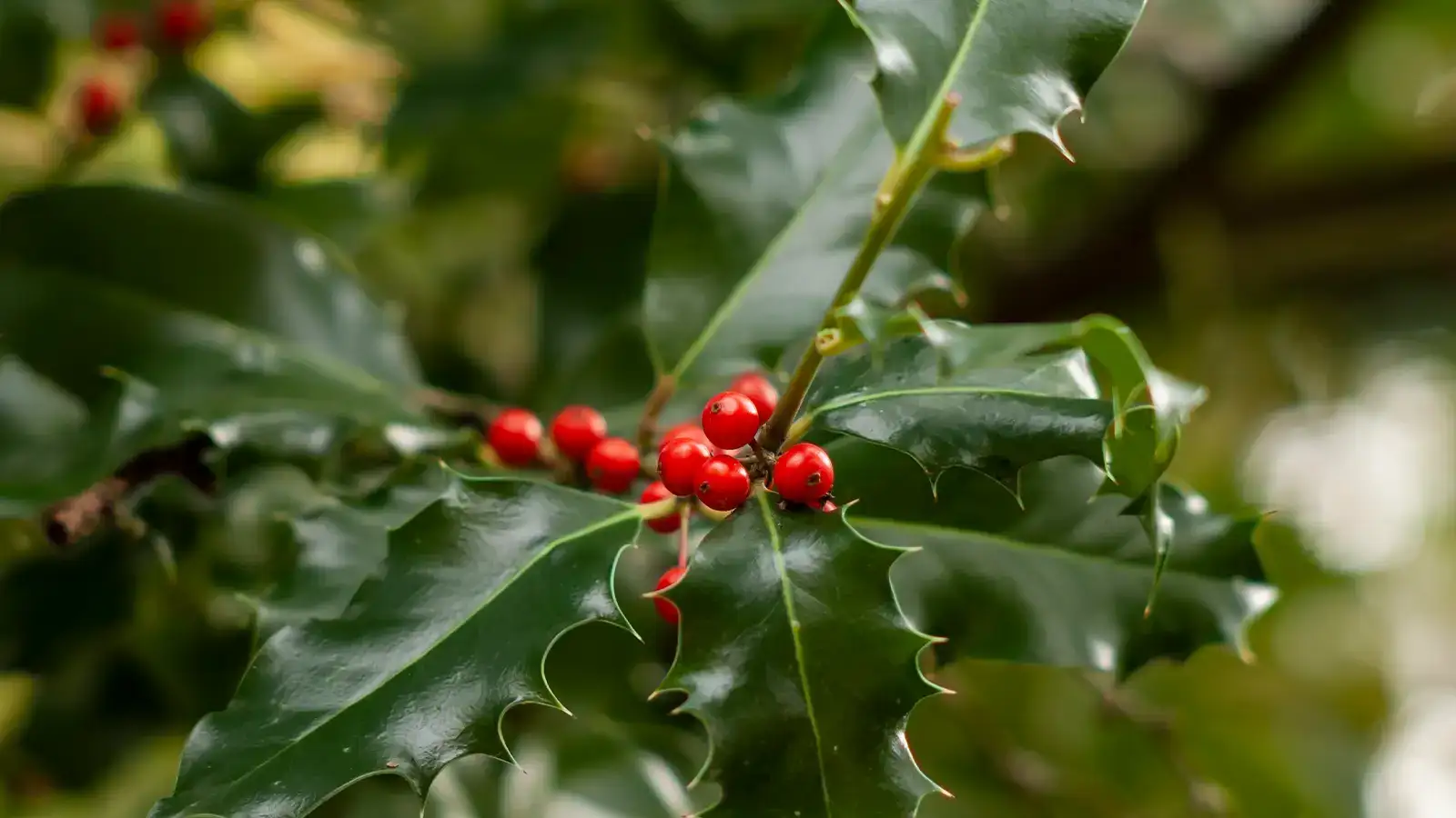 10 plantas para regalar en Navidad