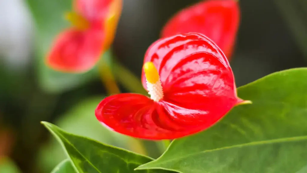 10 plantas para regalar en Navidad: la guía definitiva para acertar 4